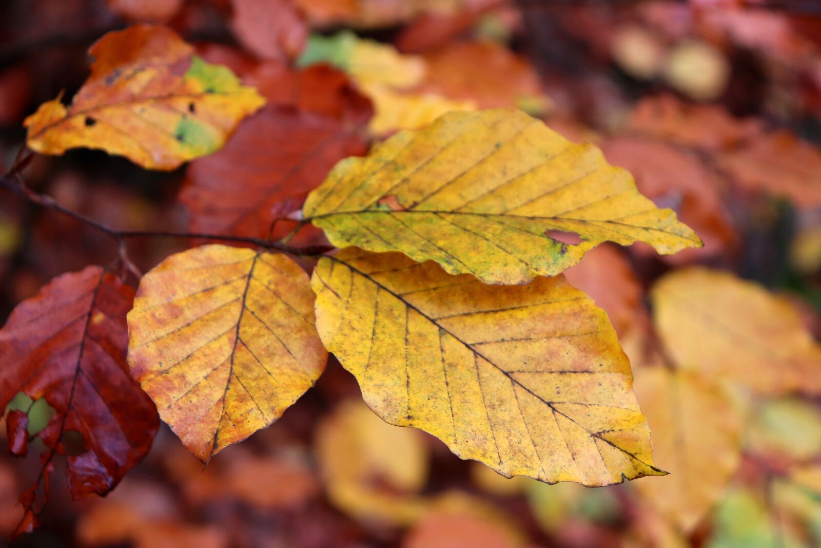 Canon EOS 200D (EOS Rebel SL2 / EOS Kiss X9) sample photo. Autumn, foliage, nature photography