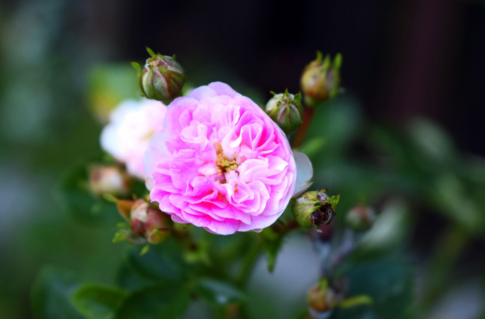 Nikon D3300 sample photo. Blossom, buds, closeup, flower photography