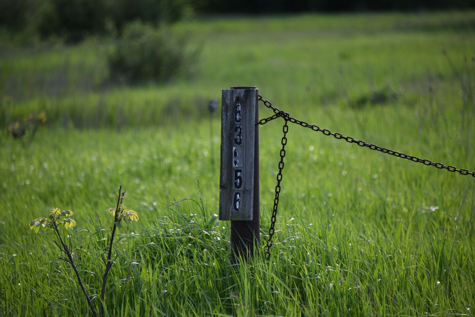 Nikon D850 sample photo. Field, grassland, green photography