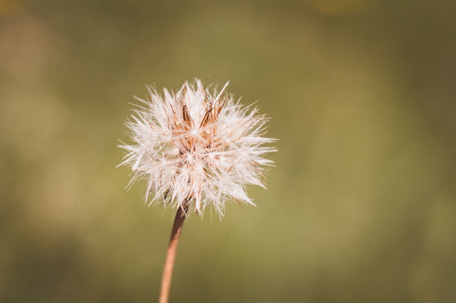Nikon D7100 sample photo. Dandelion, nature, plant photography