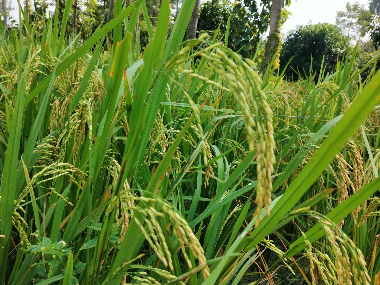 OPPO Realme 2 Pro sample photo. Rice grains, ripen rice photography