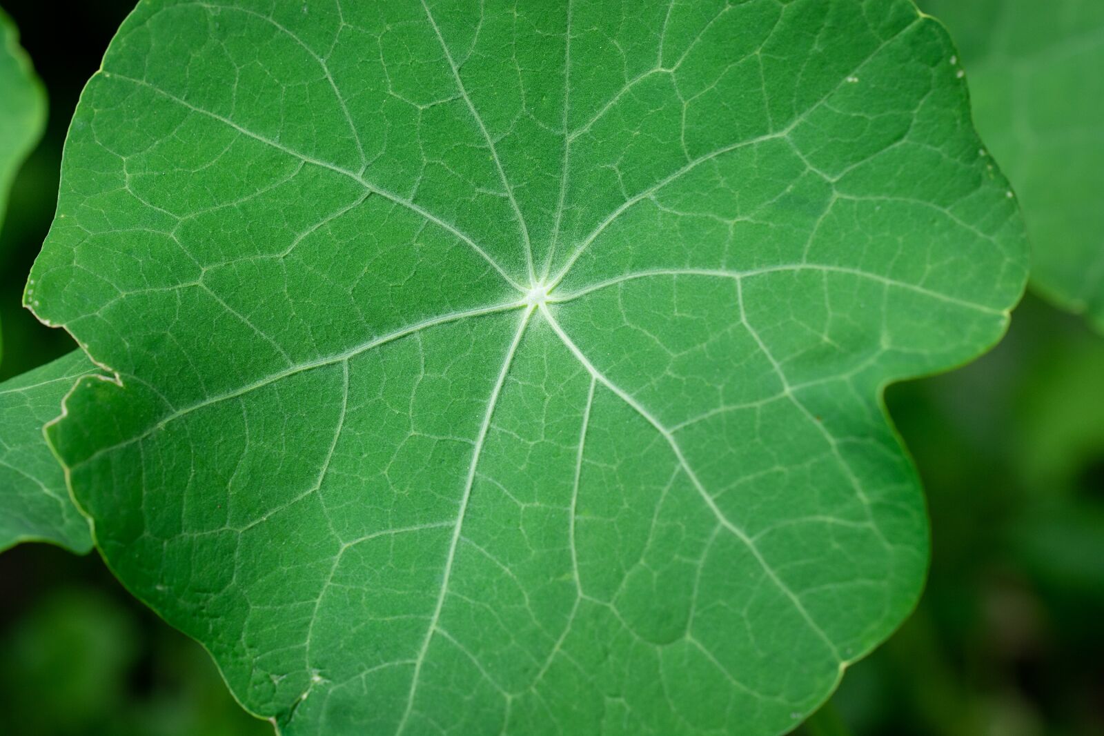 Nikon D7100 sample photo. Leaf, green, green leaf photography