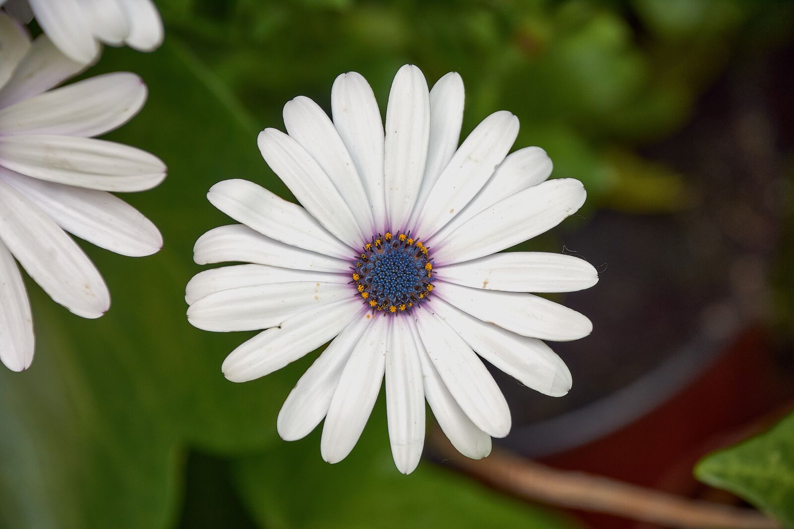 Nikon D7200 sample photo. Daisy, white, garden photography