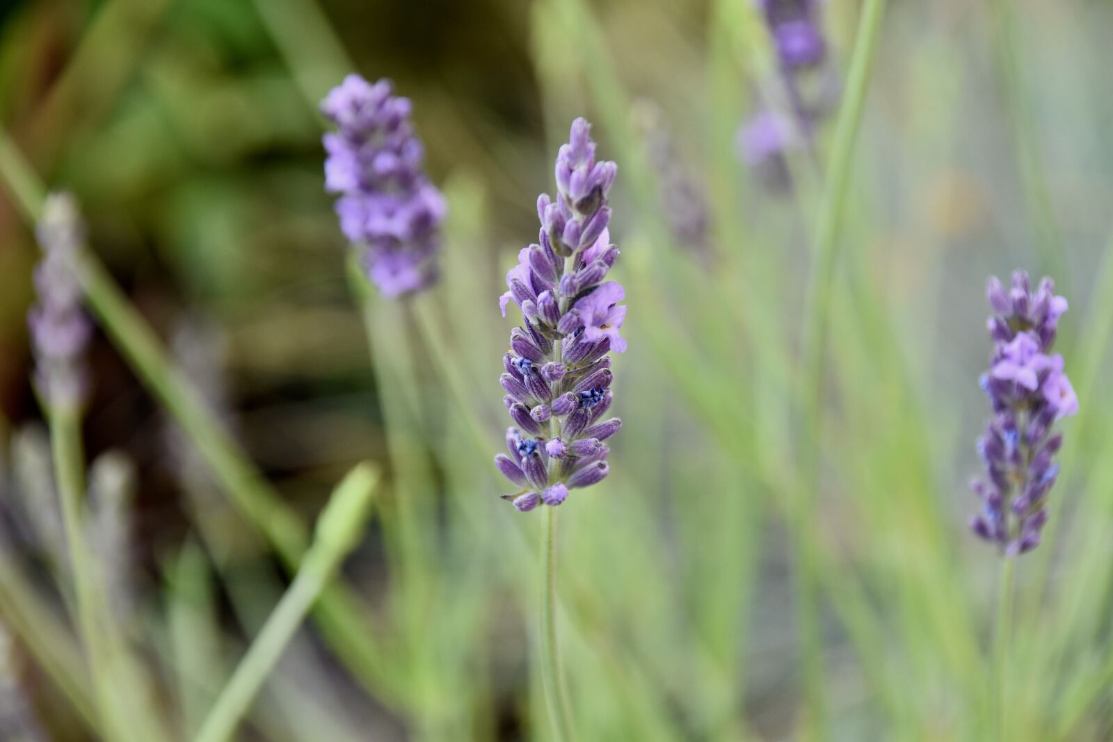 Nikon D5600 sample photo. Flower, flower lavender, lavender photography