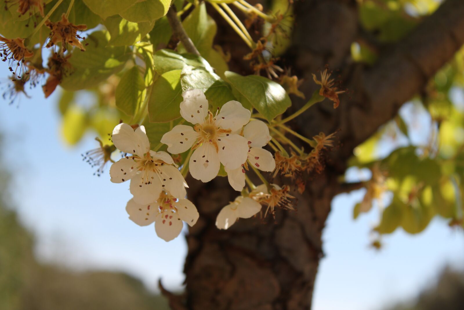 Canon EOS 550D (EOS Rebel T2i / EOS Kiss X4) sample photo. Tree, flower, white photography