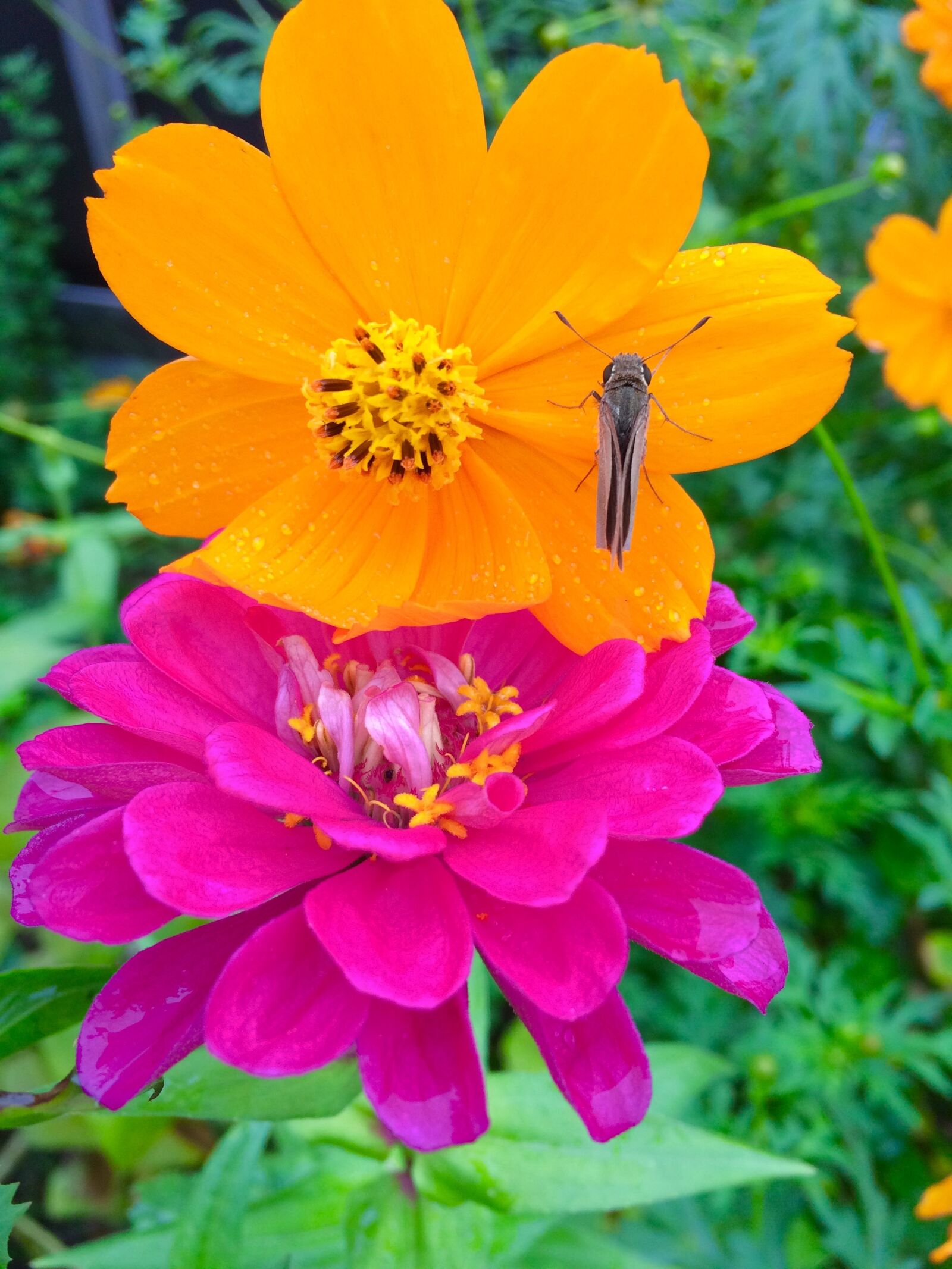 iPhone 5s back camera 4.15mm f/2.2 sample photo. Garland chrysanthemum, dahlia, flowers photography