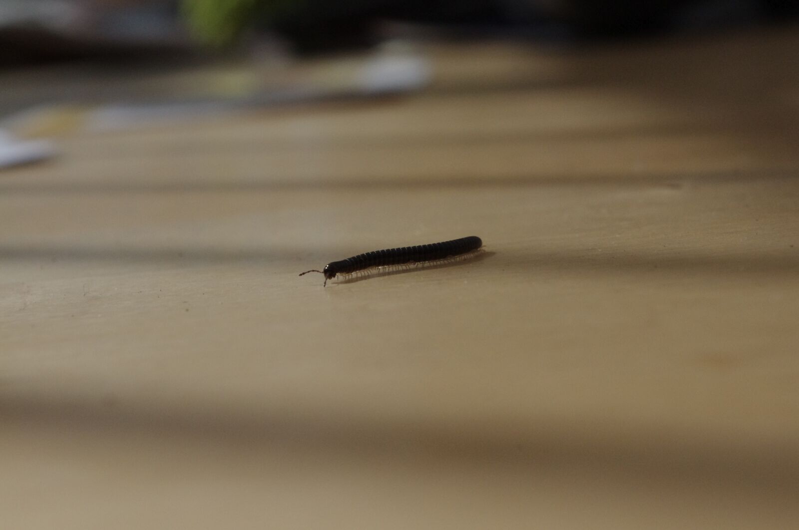 Pentax K-x sample photo. Millipede, legs, insect photography