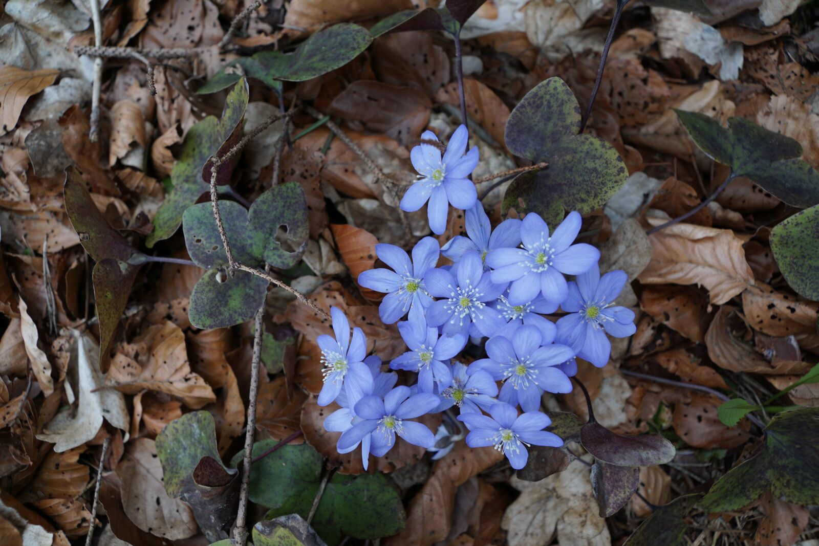 Sony DT 16-50mm F2.8 SSM sample photo. Hepatica, forest, wild flower photography
