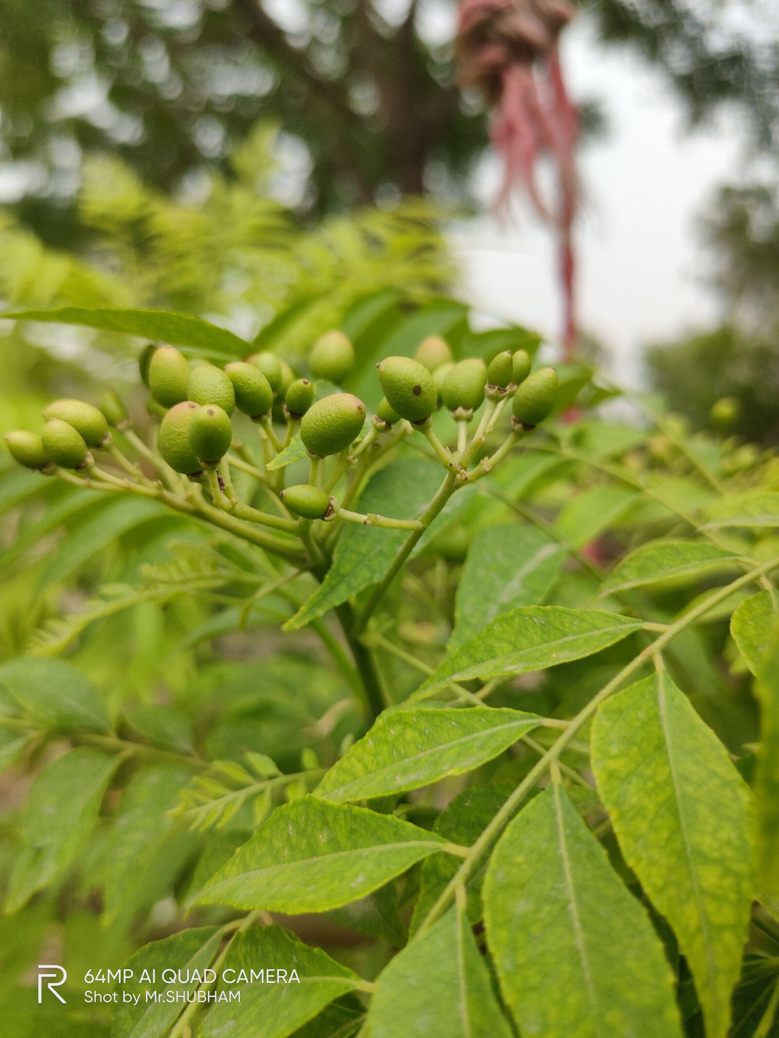 Realme XT sample photo. Plantation, plant, greenery photography