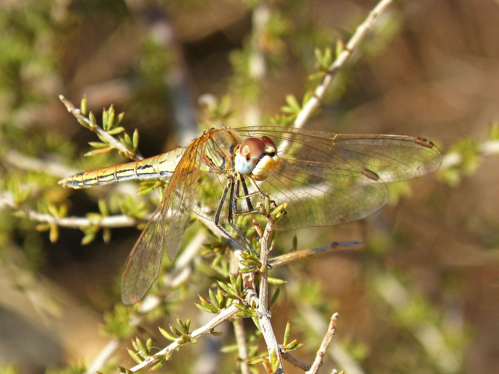Panasonic DMC-FZ62 sample photo. Dragonfly, detail, branch photography