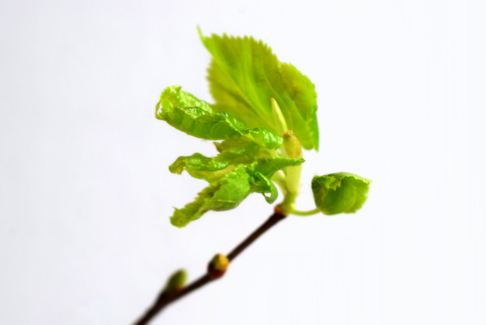 Nikon D3300 sample photo. Flora, sprig, foliage photography