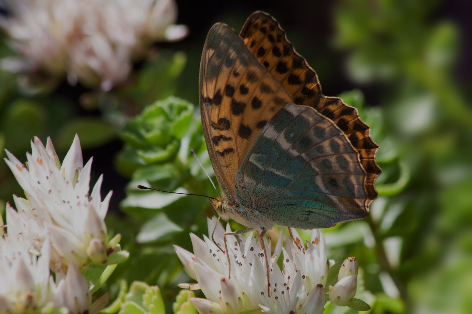 Canon EOS 50D sample photo. Butterfly, insect, animal photography