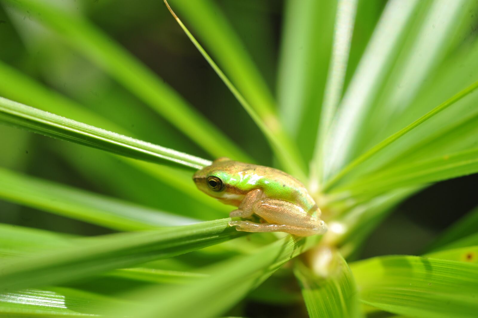 Nikon D700 sample photo. Green tree frog, small photography