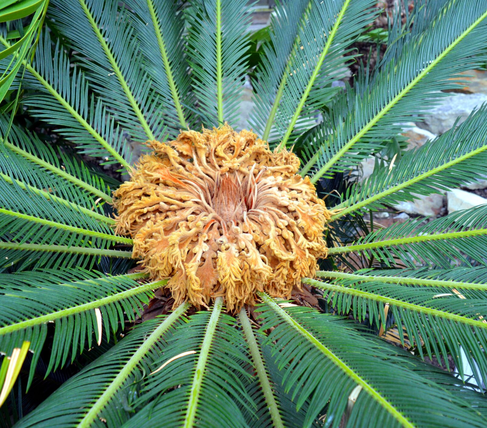 Nikon D3200 sample photo. Palm, blossom, bloom photography