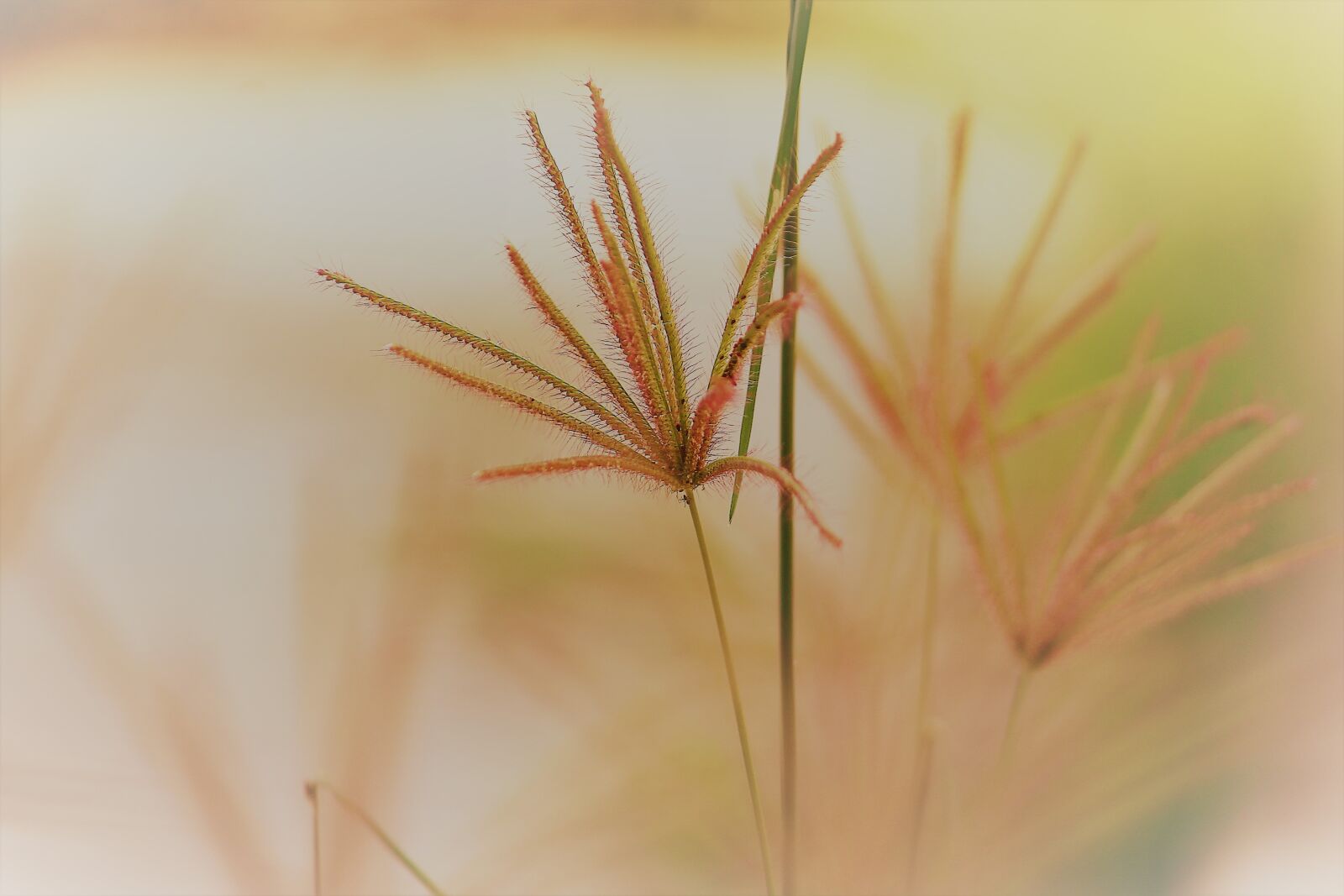 Canon EOS 1200D (EOS Rebel T5 / EOS Kiss X70 / EOS Hi) sample photo. Grass, wild, plant photography