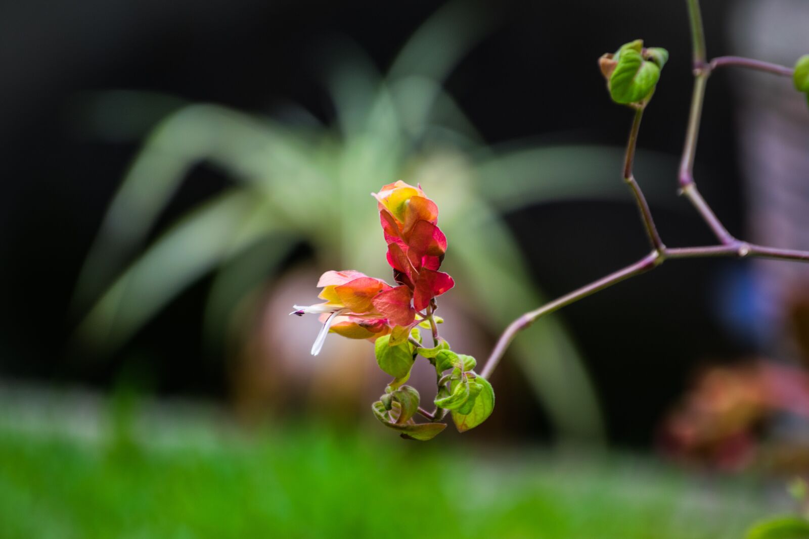 Nikon D5300 sample photo. Earth hour, flower, nature photography