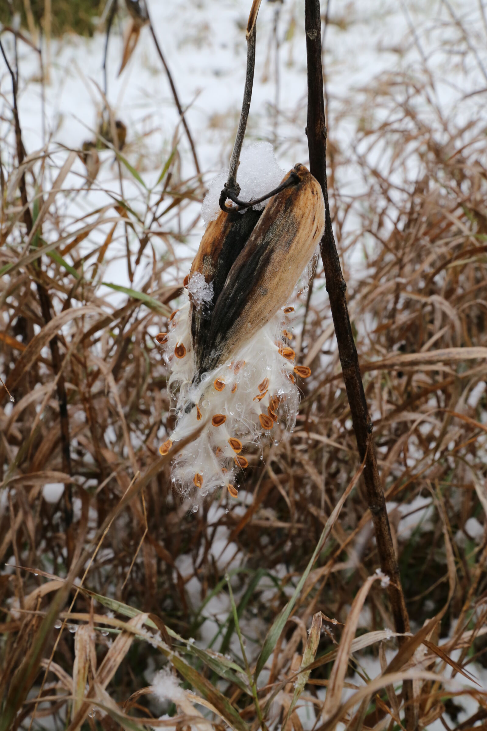 Canon EF 24-105mm F4L IS USM sample photo. Dead, grass, farm, field photography