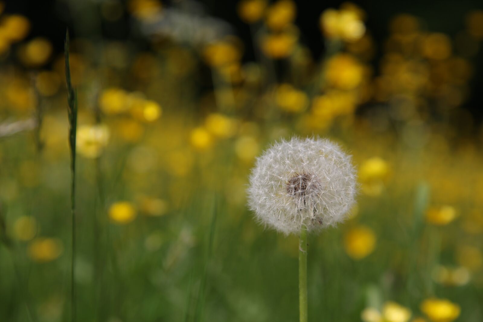 Canon EOS 5D Mark II sample photo. Dandelion, spring, meadow photography