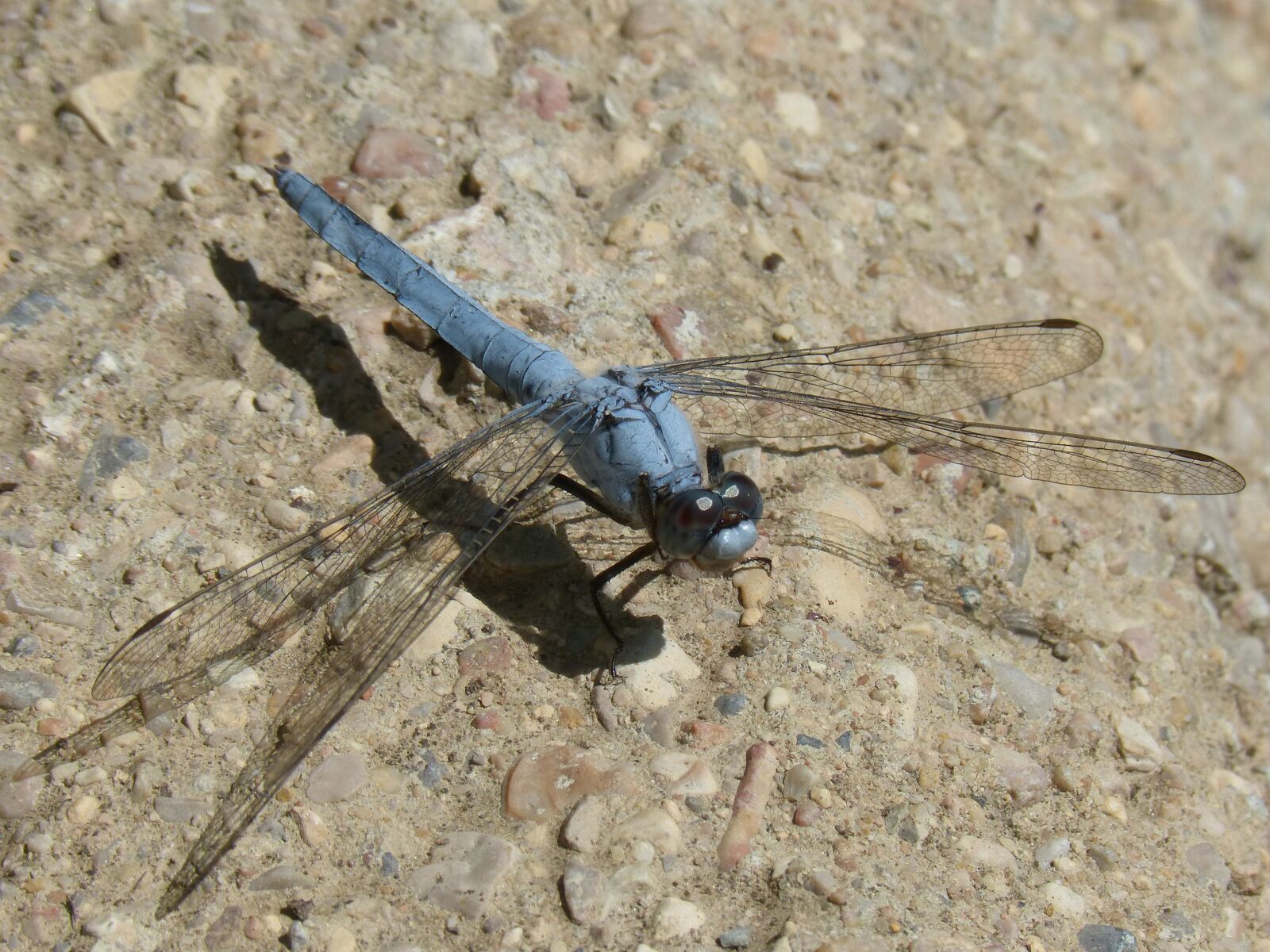 Panasonic DMC-FZ62 sample photo. Blue dragonfly, dragonfly, insect photography