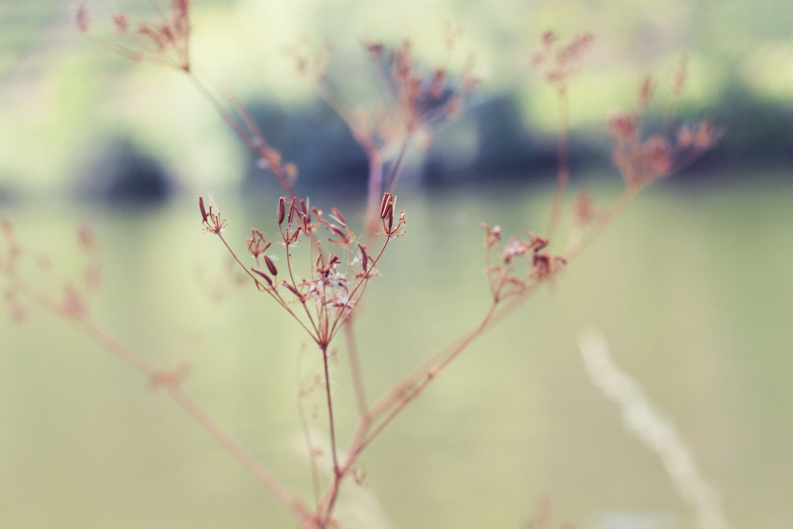 Canon EOS 700D (EOS Rebel T5i / EOS Kiss X7i) + Canon EF 50mm F1.8 II sample photo. Nature, mood, green photography