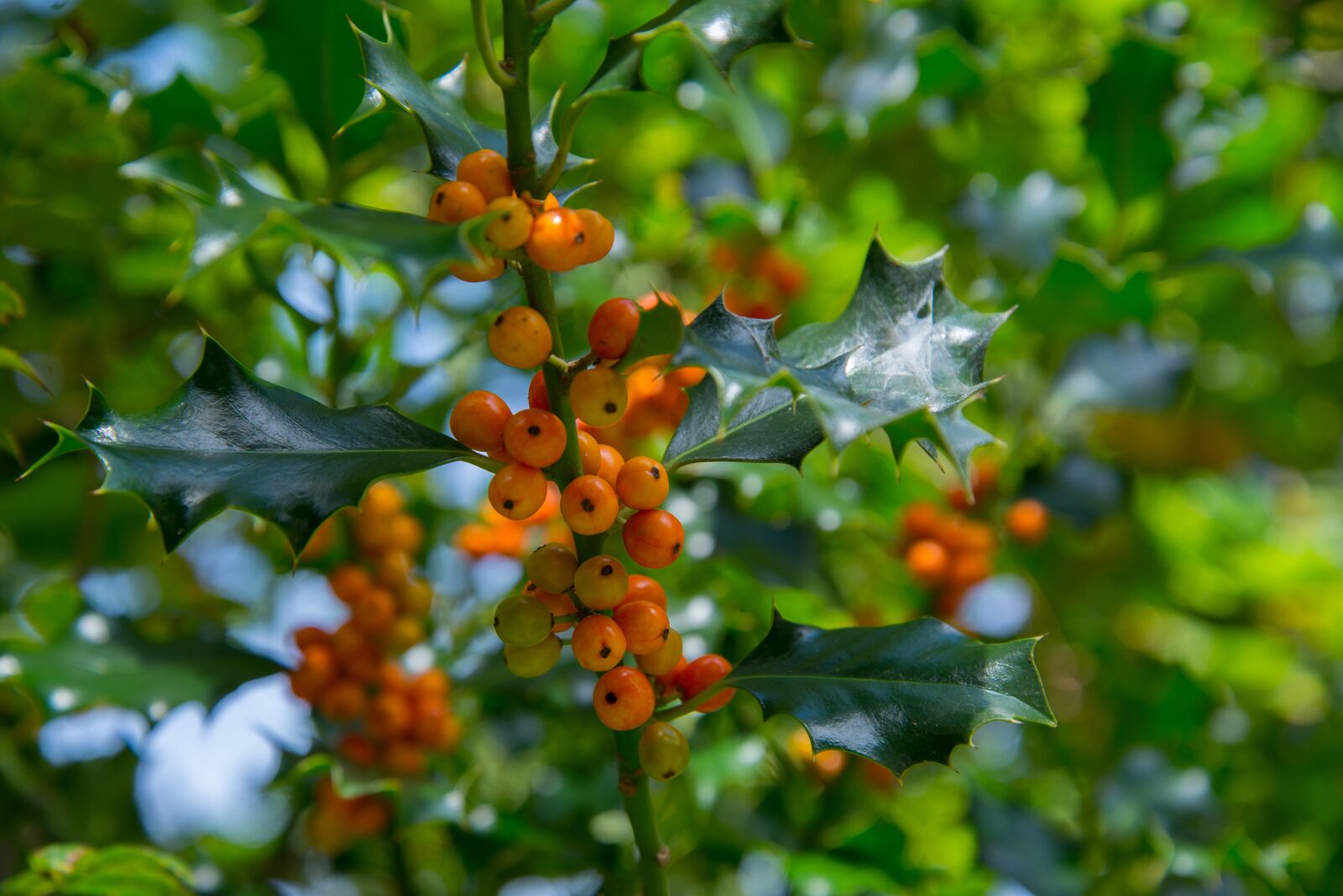 Nikon D610 sample photo. Holly, plant, tree photography
