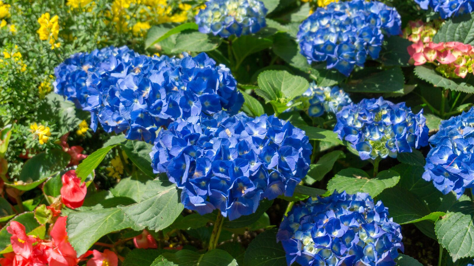 Sony a5100 sample photo. Nature, flower, plant photography