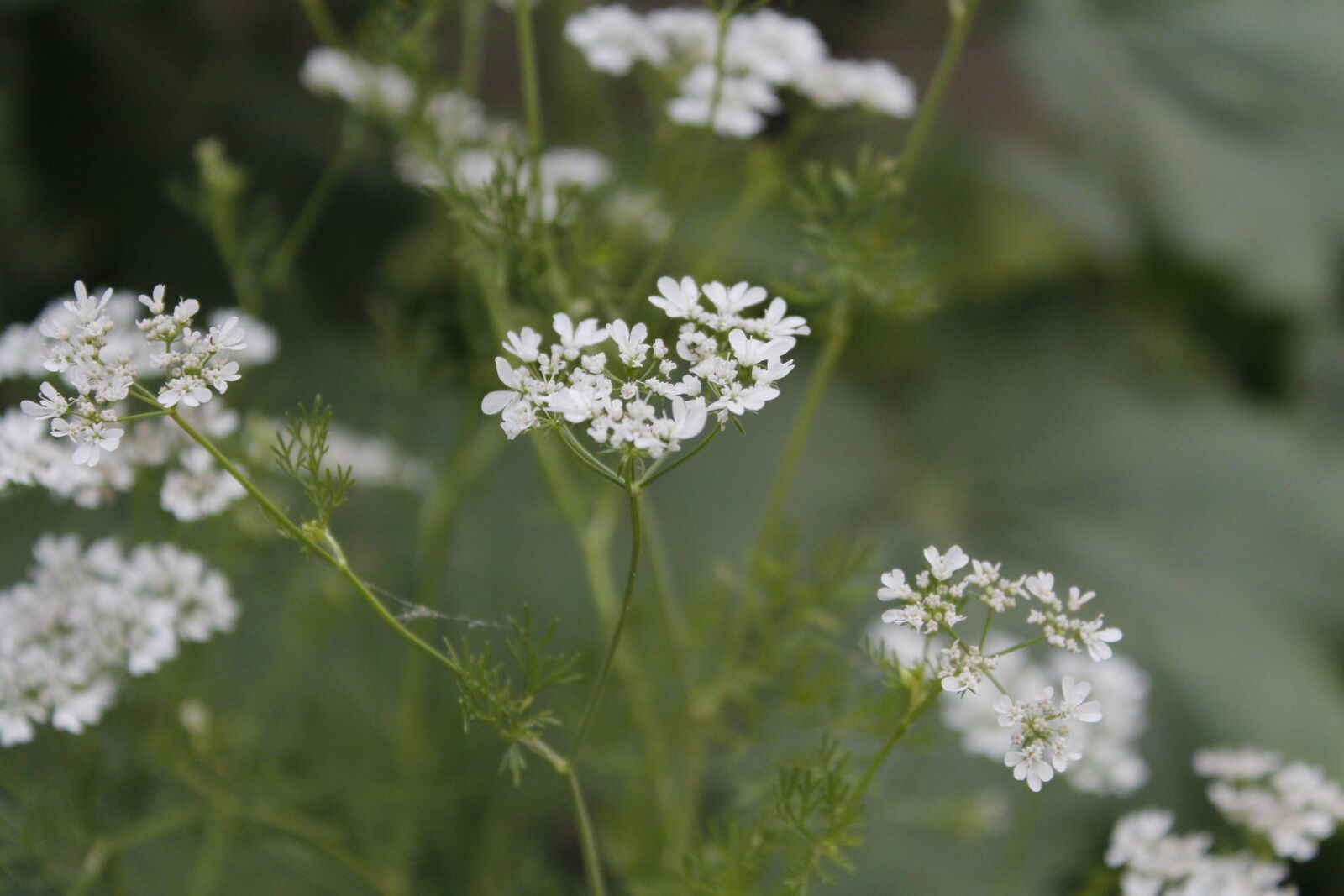 Canon EOS 600D (Rebel EOS T3i / EOS Kiss X5) sample photo. White flower, white, plants photography