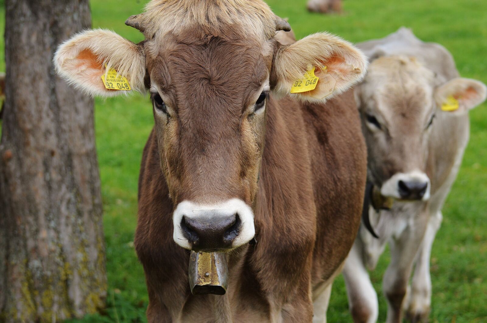 Nikon D3200 sample photo. Cow, allgäu, cows photography