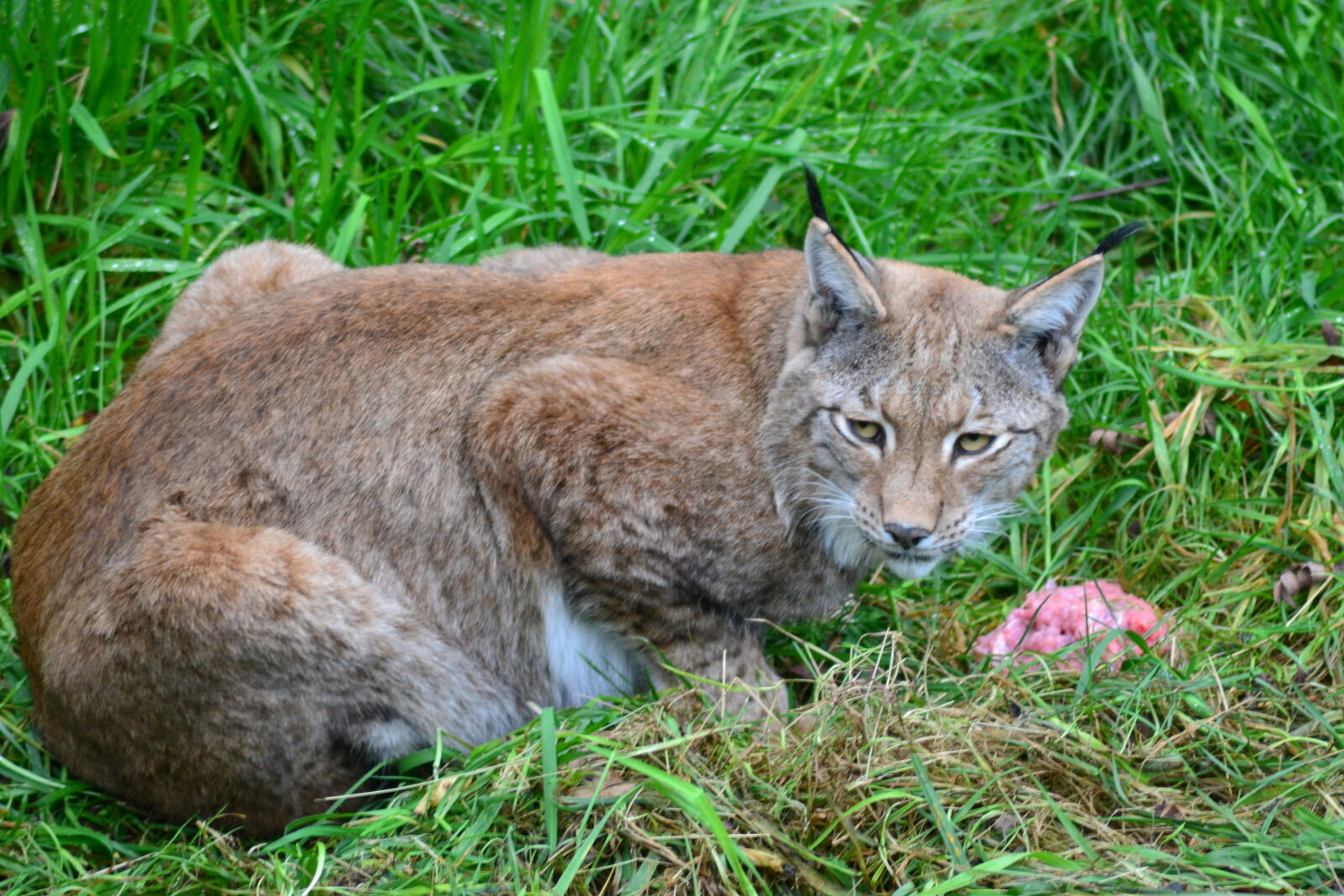 Nikon D3100 sample photo. Brown, bobcat, on, green photography