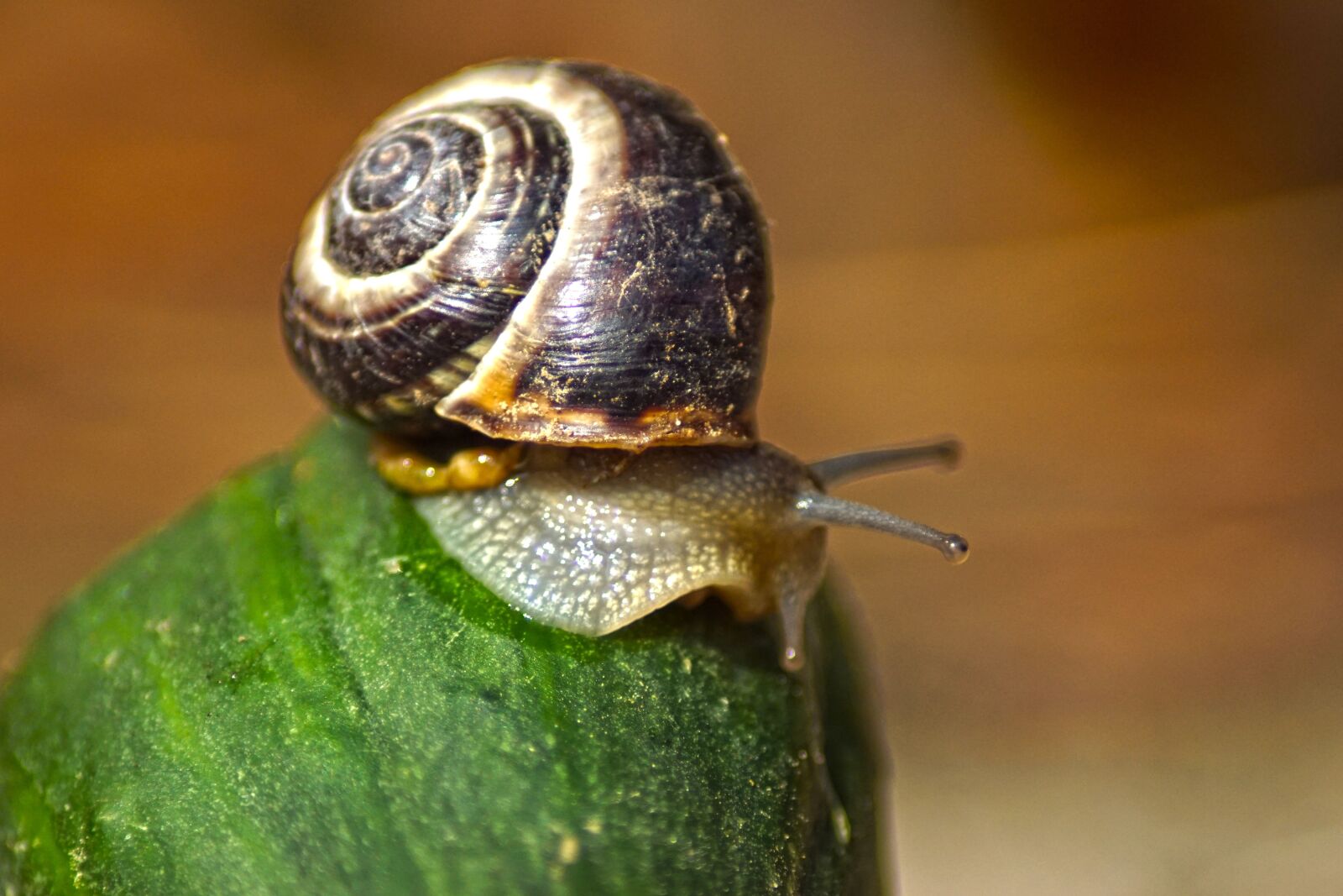 Sony SLT-A68 sample photo. Snail, cucumber, nature photography