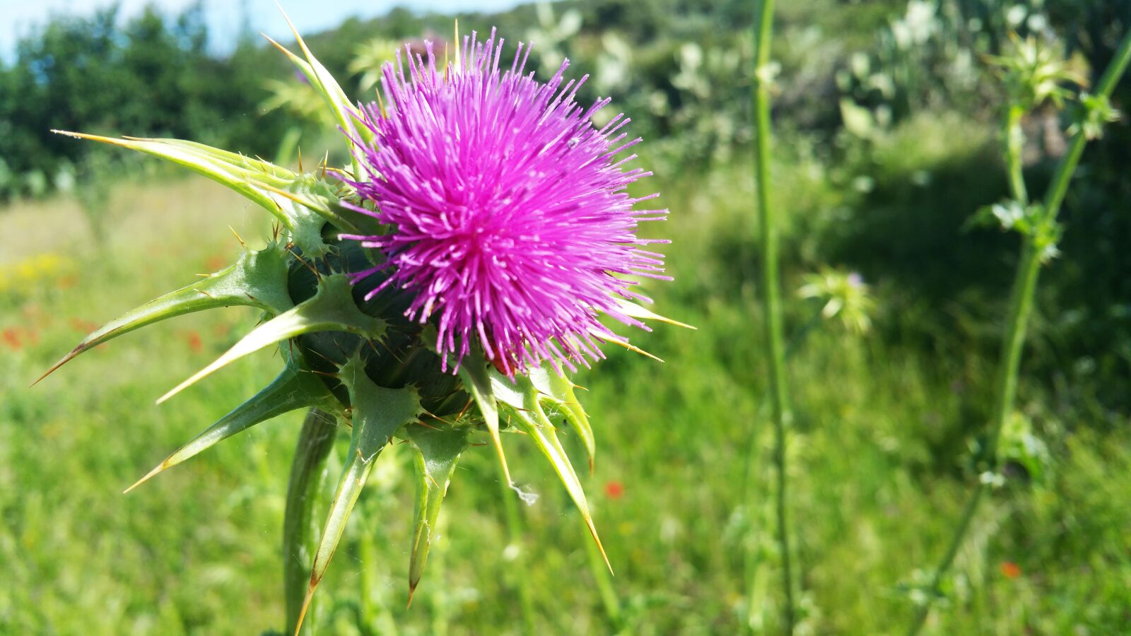 Samsung Galaxy Note4 sample photo. Nature, flowers, plant photography