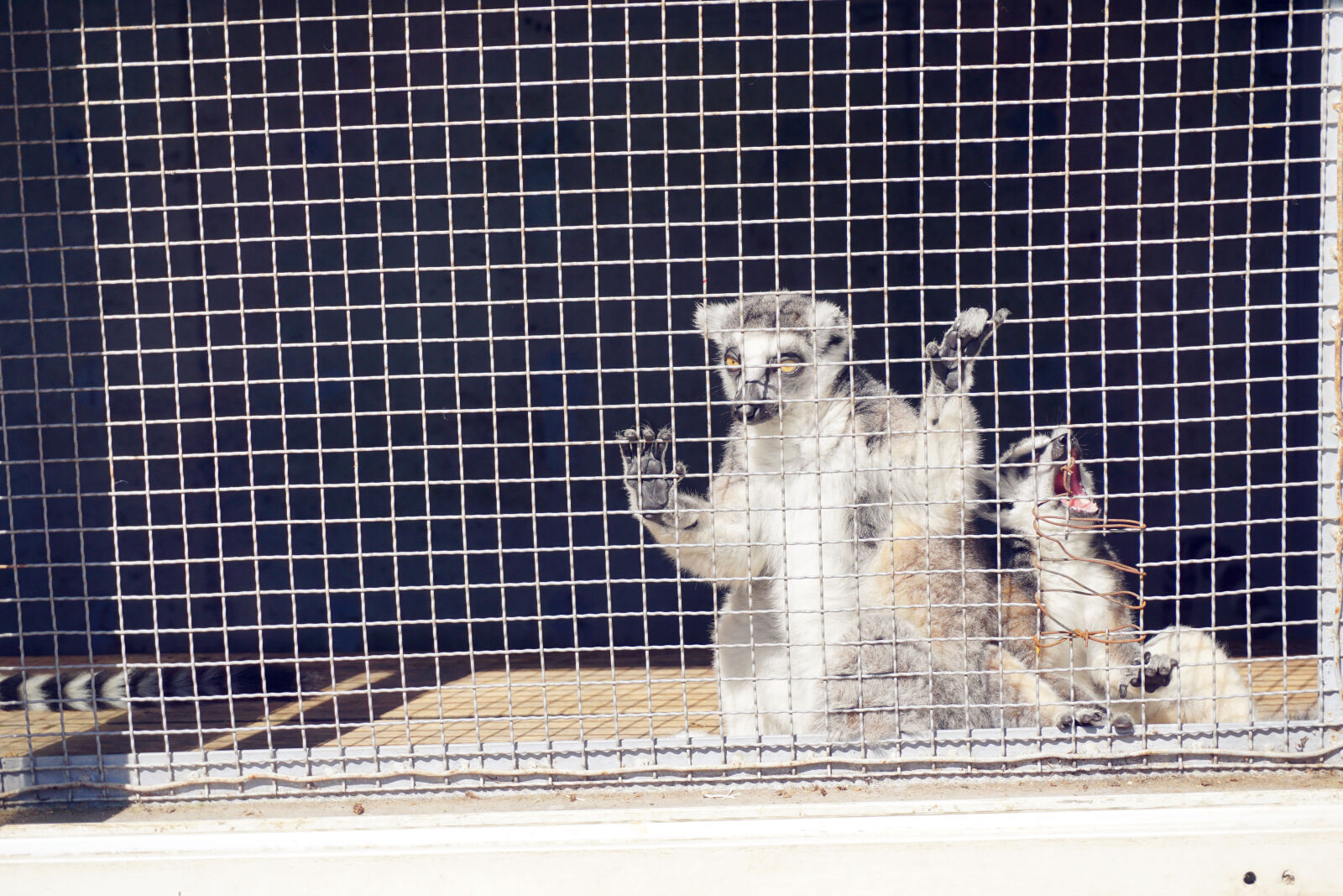 Sony E 16-50mm F3.5-5.6 PZ OSS sample photo. Animal, zoo photography