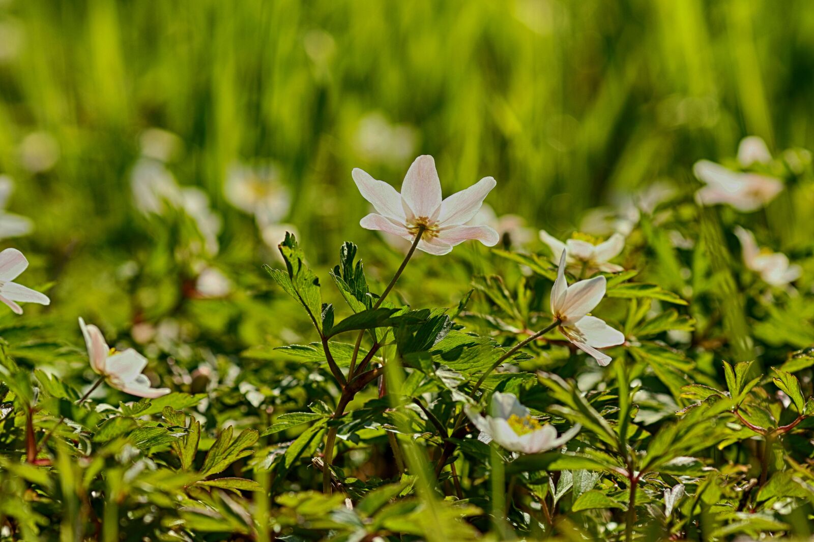 Canon EOS 7D Mark II + Canon EF 135mm F2L USM sample photo. Anemones, flower, white photography