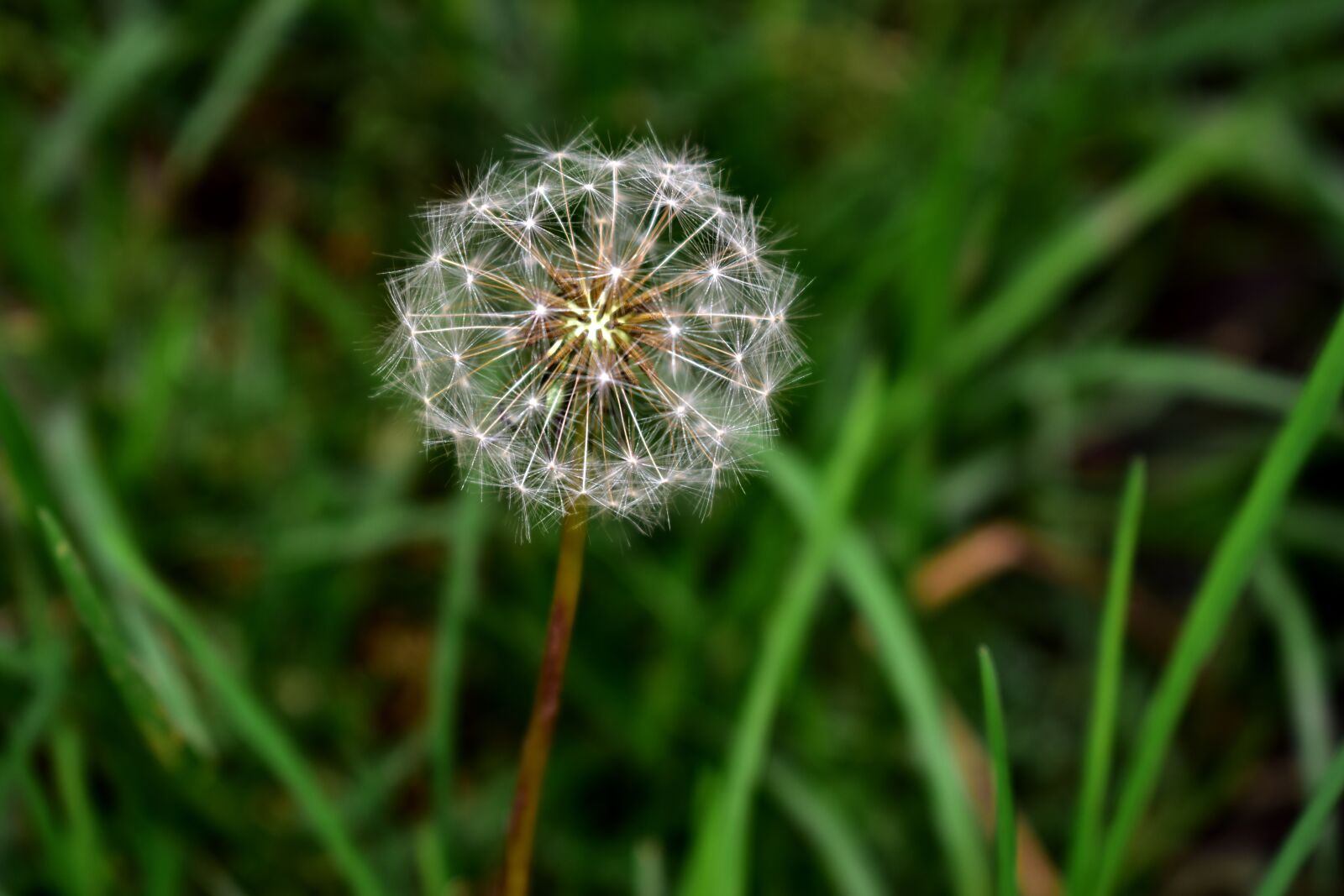 Nikon D5600 sample photo. Dandelion, seeds, flower photography