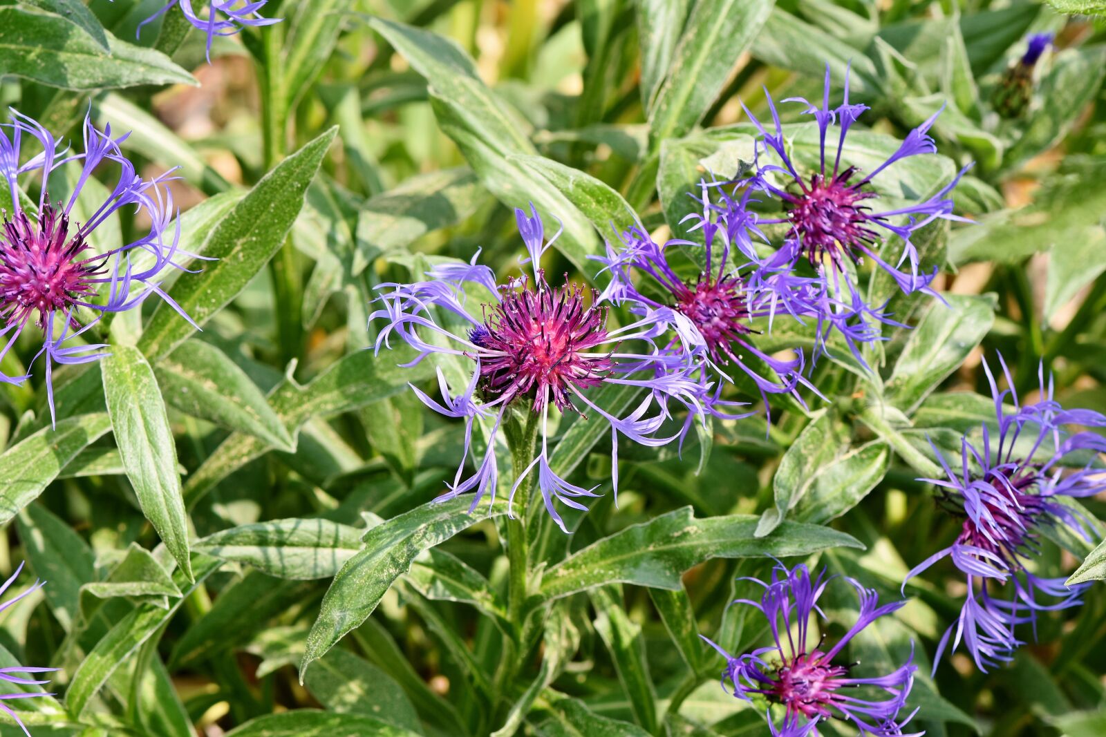 Nikon D7200 sample photo. Alpine cornflower, centaurea montana photography