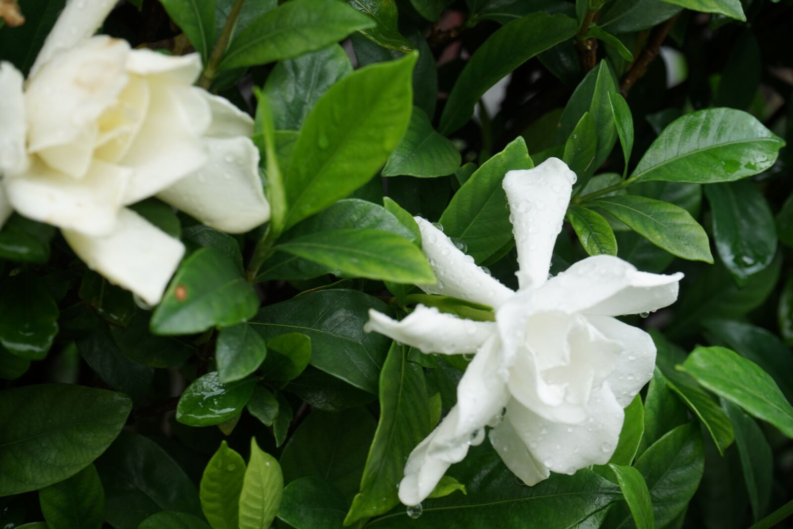 Sony a7 + Sony FE 28-70mm F3.5-5.6 OSS sample photo. Jasmine, flower, white photography