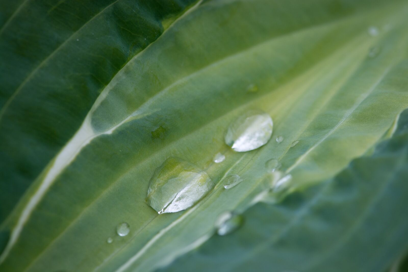 Nikon D7100 sample photo. Leaf, green leaf, leaf photography