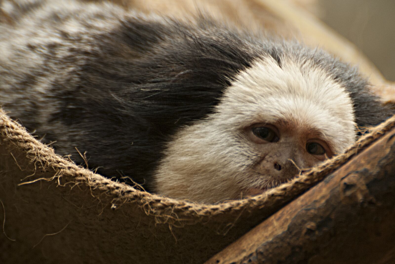 Nikon D80 sample photo. Monkey, lazing around, animals photography