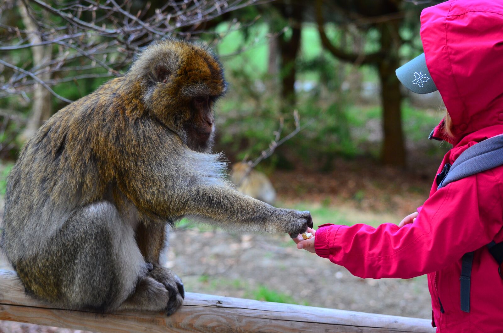 Nikon D7000 sample photo. Monkey, child, animal photography