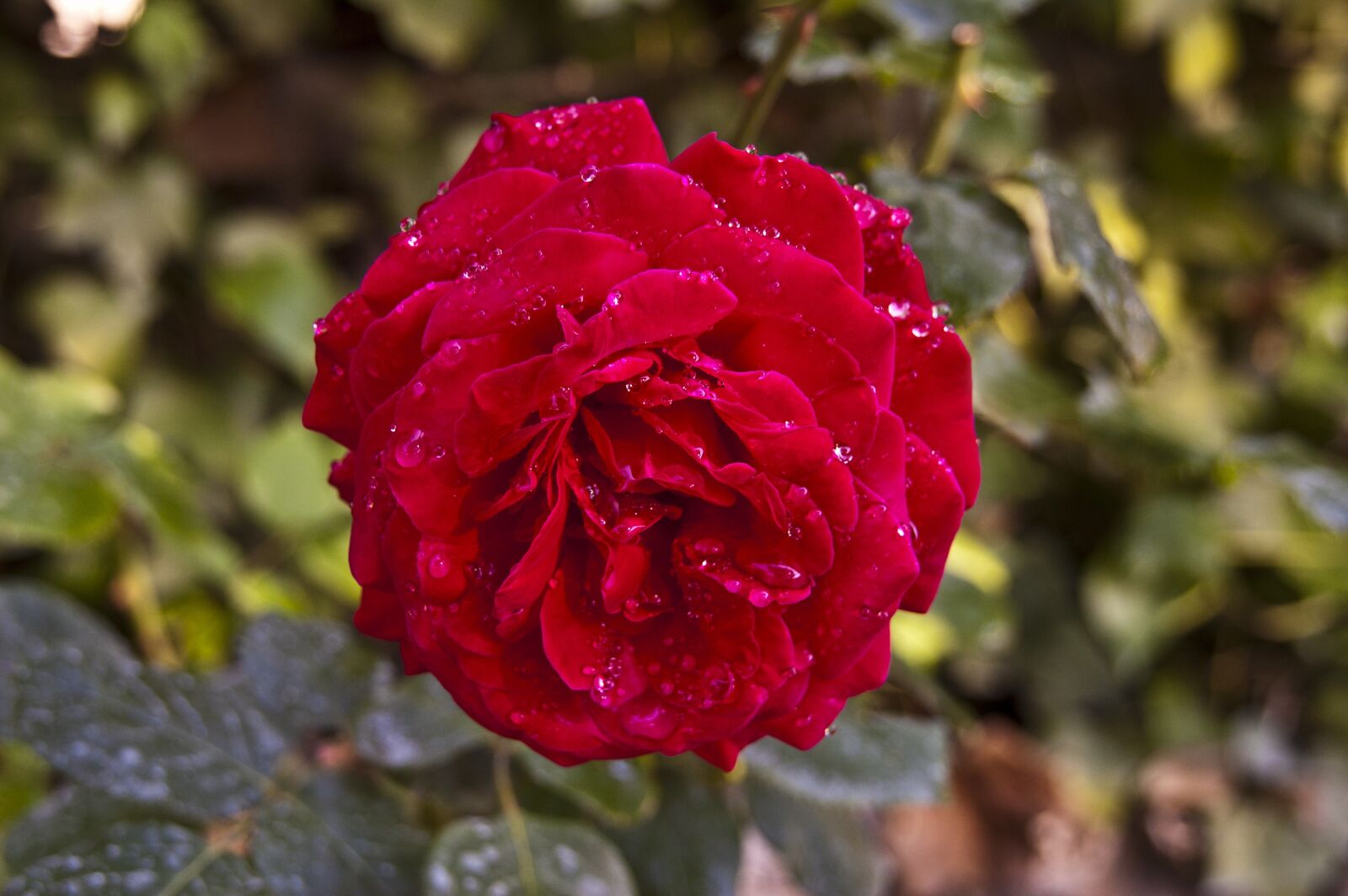 Nikon D50 sample photo. Rosa, rose, roja photography