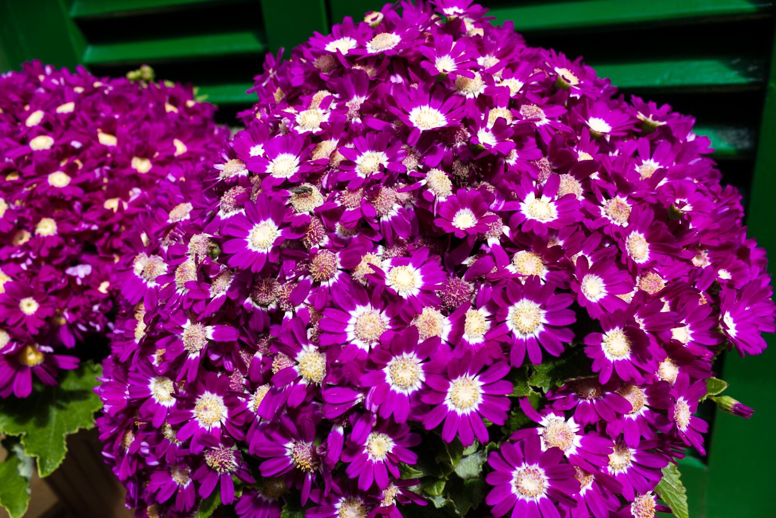 Canon EOS 7D sample photo. Flowers, violet, nature photography