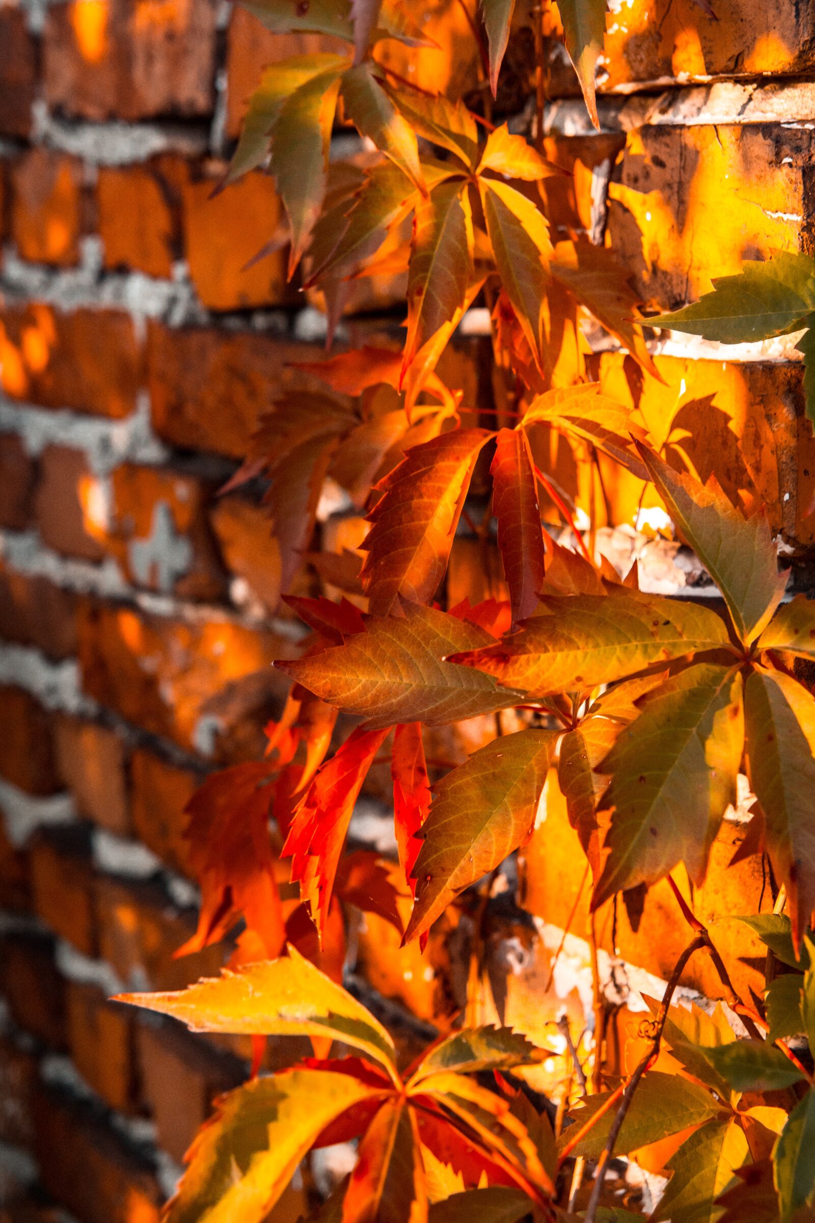 Canon EOS 700D (EOS Rebel T5i / EOS Kiss X7i) sample photo. Autumn, foliage, colorful photography