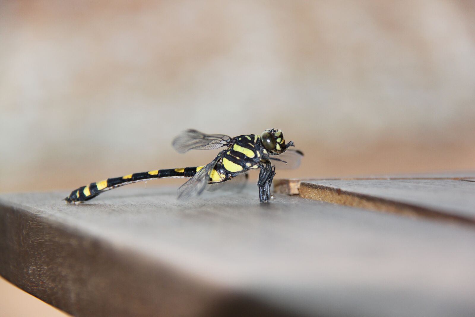 Canon EOS 500D (EOS Rebel T1i / EOS Kiss X3) sample photo. Grasshopper, insect, macro photography