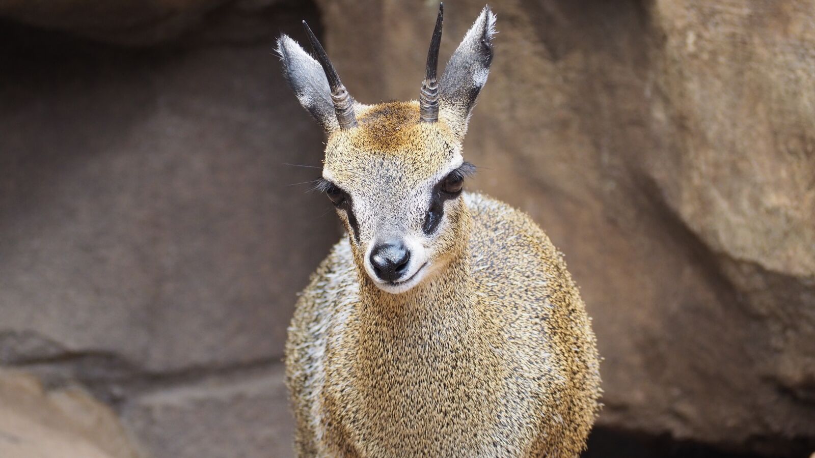 Olympus OM-D E-M10 II sample photo. Klipspringer, antelope, african photography