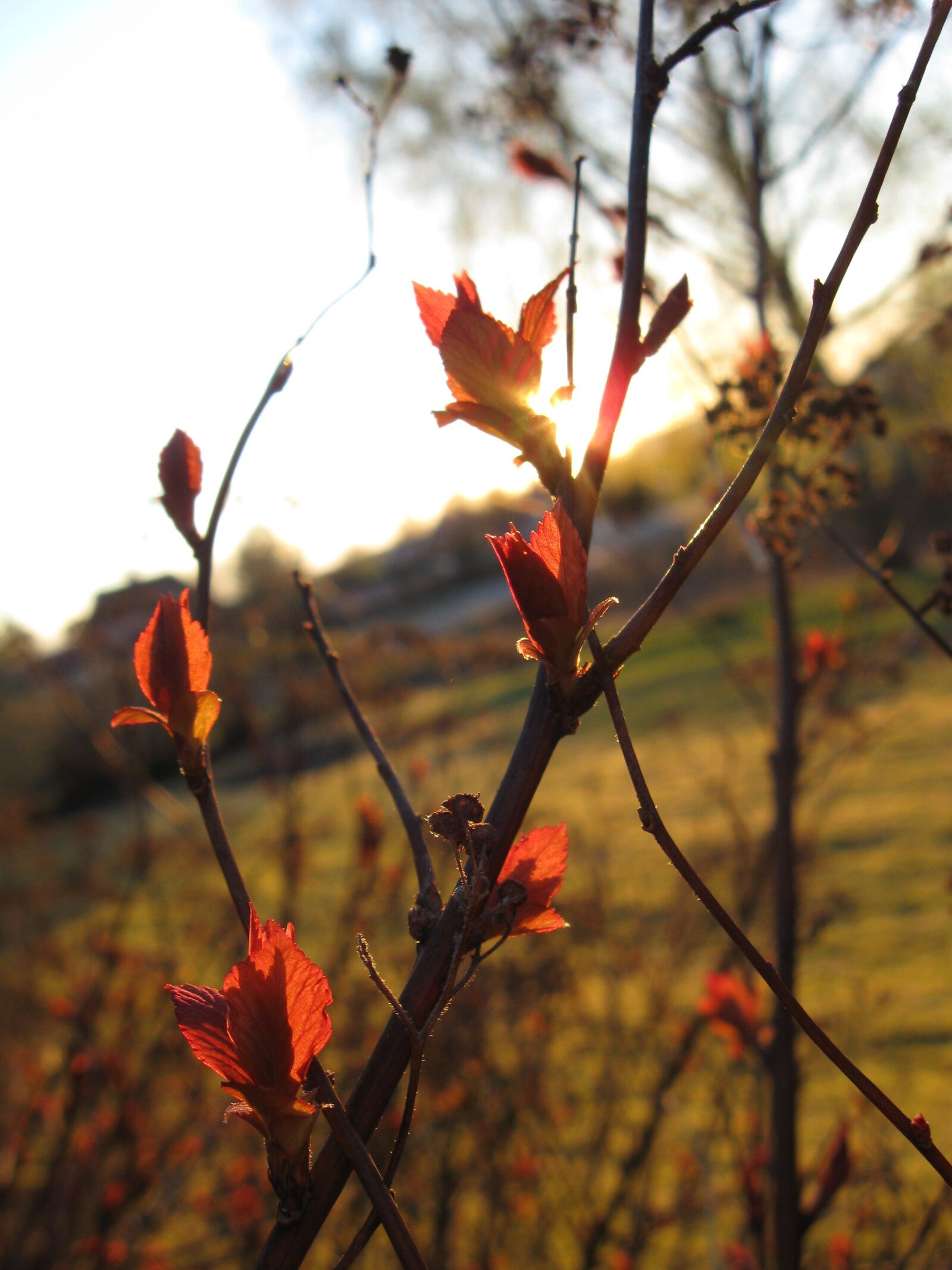 Canon PowerShot A590 IS sample photo. Plant, spring, sunset photography