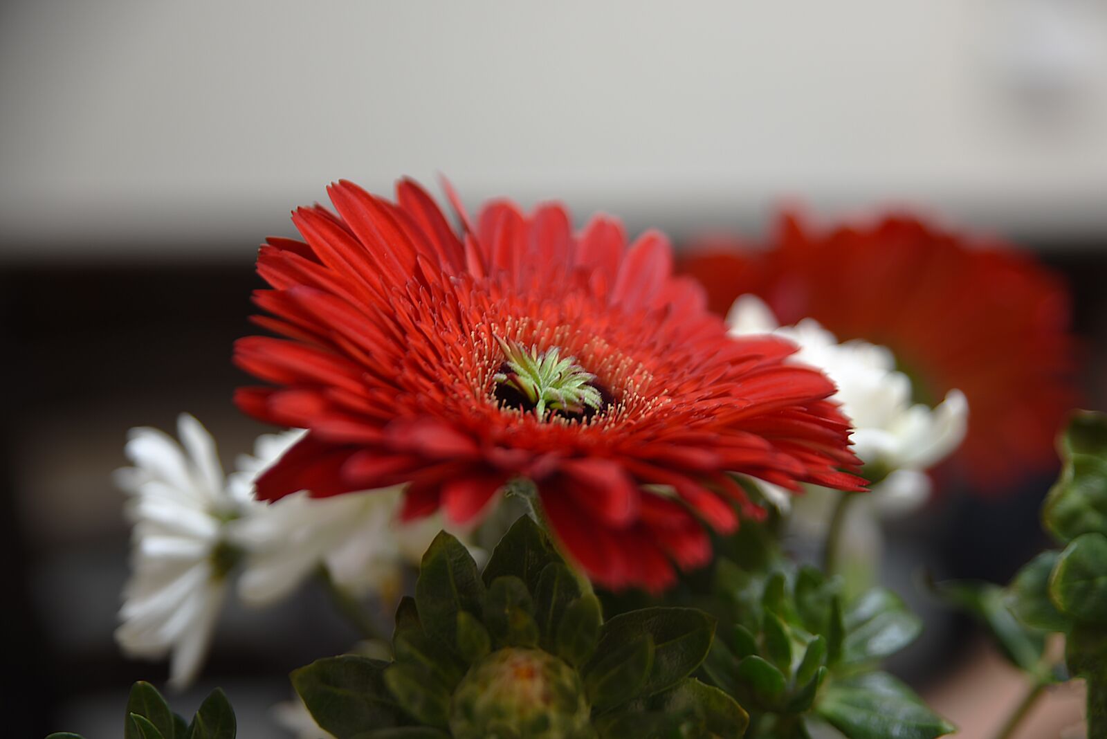 Nikon D750 sample photo. Flower, flora, nature photography