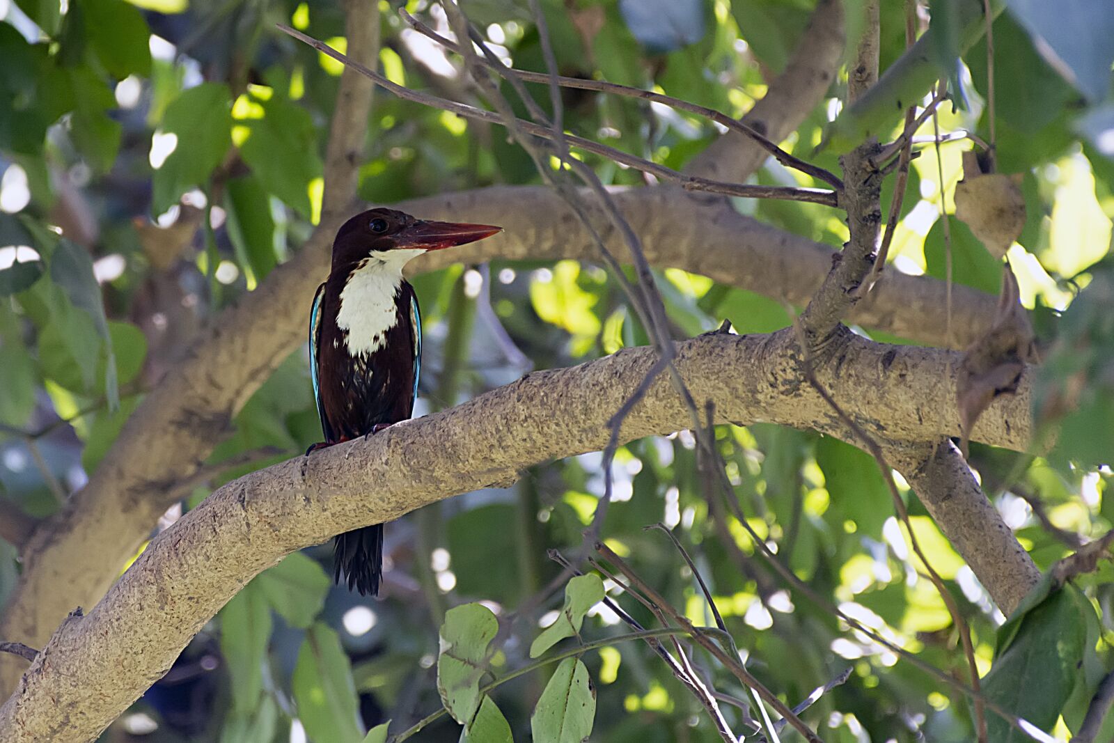 Nikon D7100 sample photo. Kingfisher, bird, nature photography