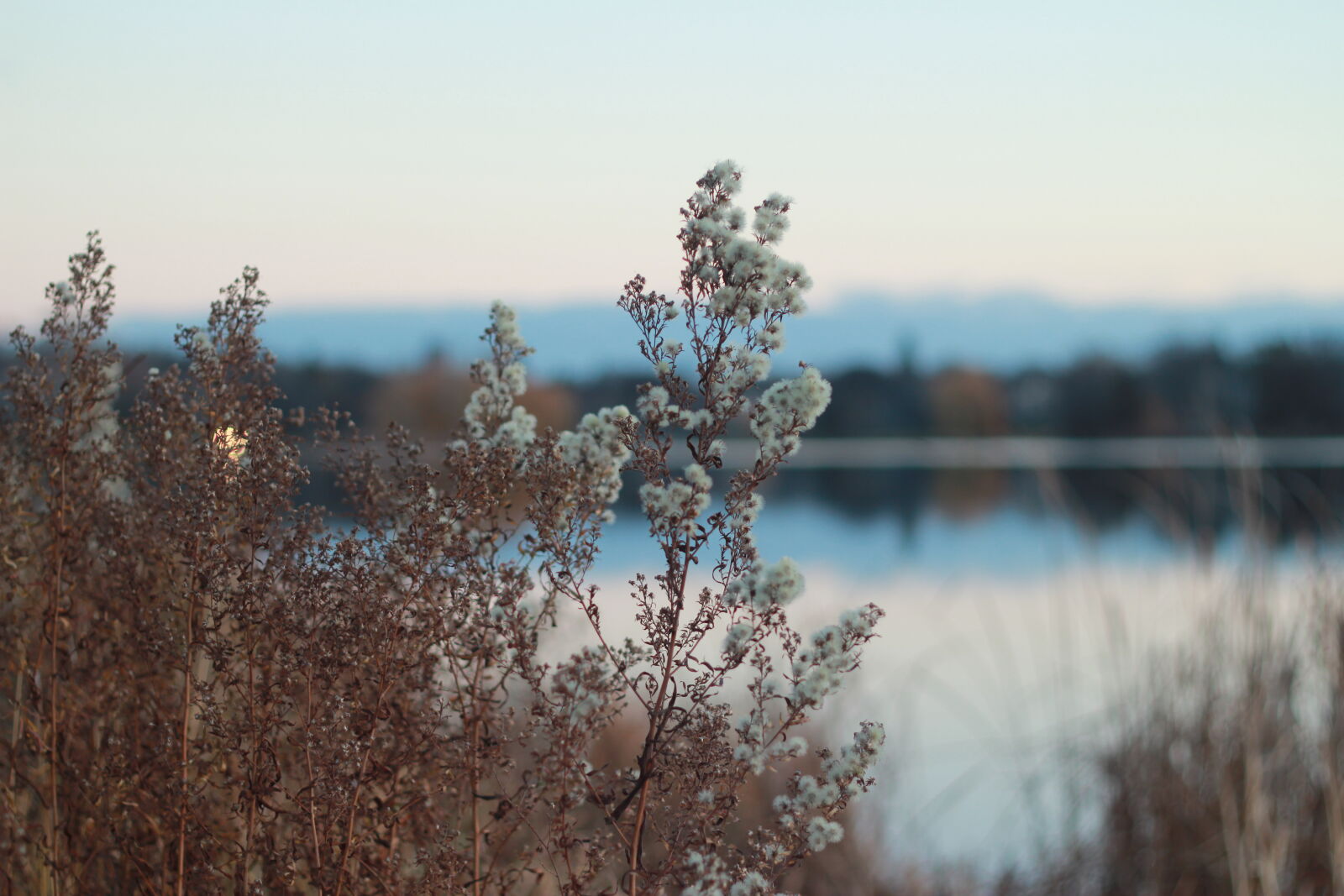 Canon EOS 550D (EOS Rebel T2i / EOS Kiss X4) sample photo. Sky, sunrise, lake, plant photography
