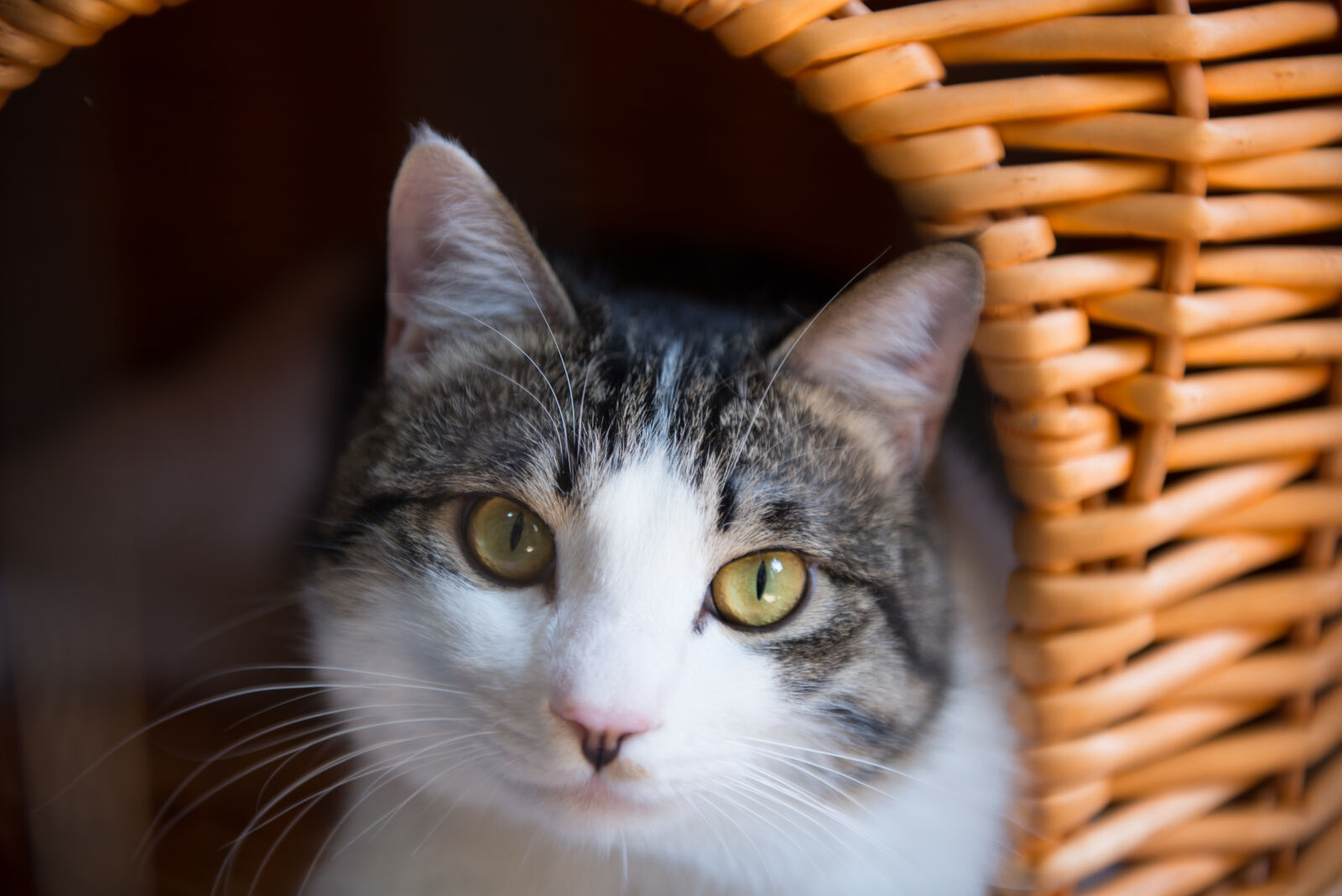 Nikon AF-S Nikkor 24-70mm F2.8G ED sample photo. Cat, cats photography