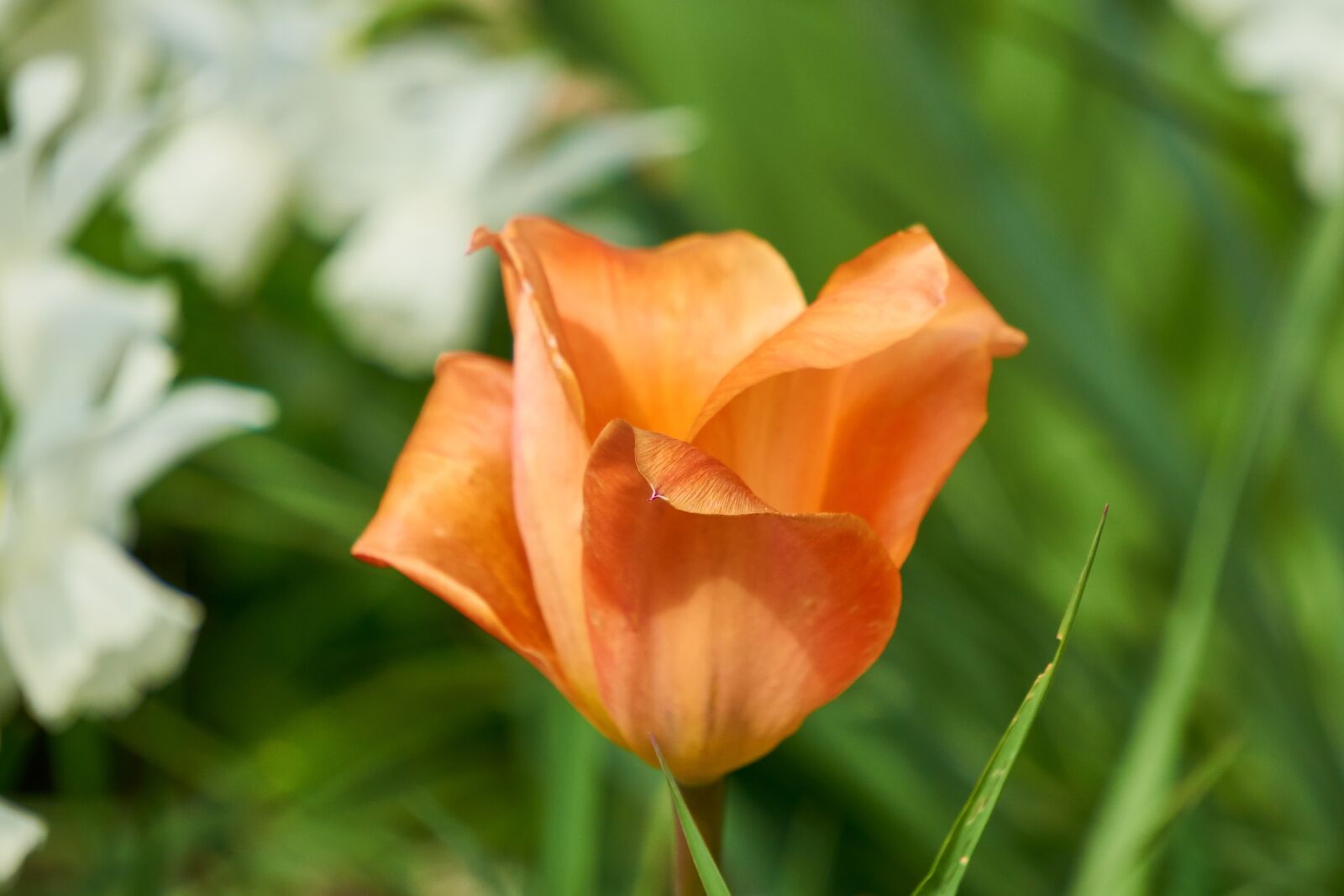 Sony E 55-210mm F4.5-6.3 OSS sample photo. Tulip, blossom, bloom photography